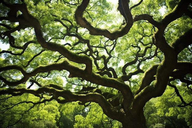 Foto closeup of an oak trees branches reaching out in all directions