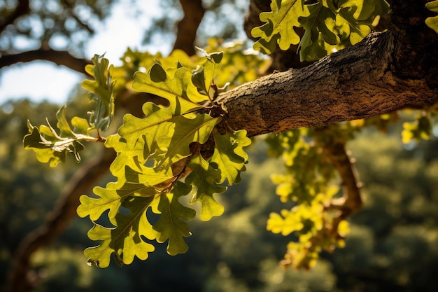 Foto closeup of an oak trees leaves with dewdrops clinging to them