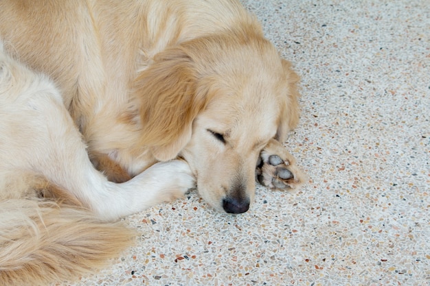 Closeup of Sleeping Dog