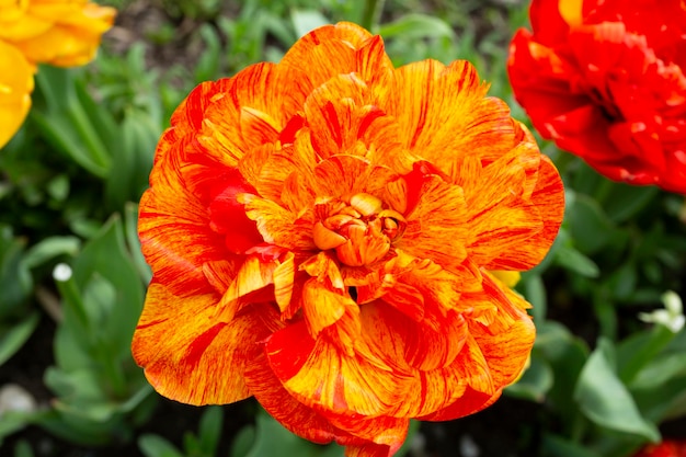 Closeup Orange peonyflowered Double Late tulipanes Tulipa Double Beauty of Apeldoorn florecen en un jardín en abril