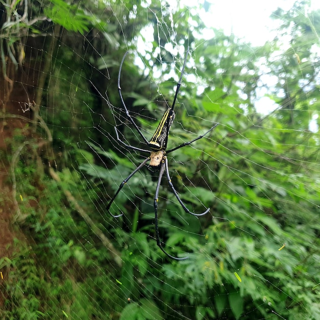 Closeup orbe marrom em uma ampla teia de aranha em frente ao jardim, em um dos lados do quadro