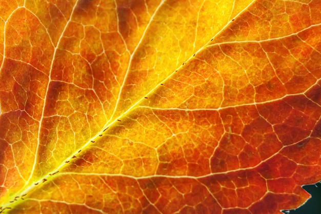 Closeup otoño otoño extrema textura macro vista de rojo naranja verde hoja de madera hoja de árbol resplandor en el fondo del sol. Naturaleza inspiradora papel tapiz de octubre o septiembre. Concepto de cambio de estaciones.