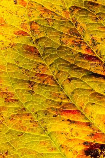 Closeup outono queda vista de textura macro extrema de folha de madeira laranja vermelha folha de árvore brilho no fundo do sol Natureza inspiradora papel de parede de outubro ou setembro Mudança de conceito de estações