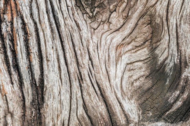 Closeup padrão de madeira velha e seca no fundo de textura de madeira