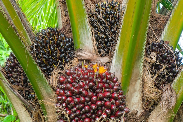 Closeup palm fruit en árbol