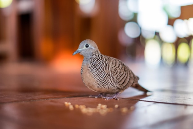 Closeup Pigeon familiarizado com pessoas alimentando grãos no chão