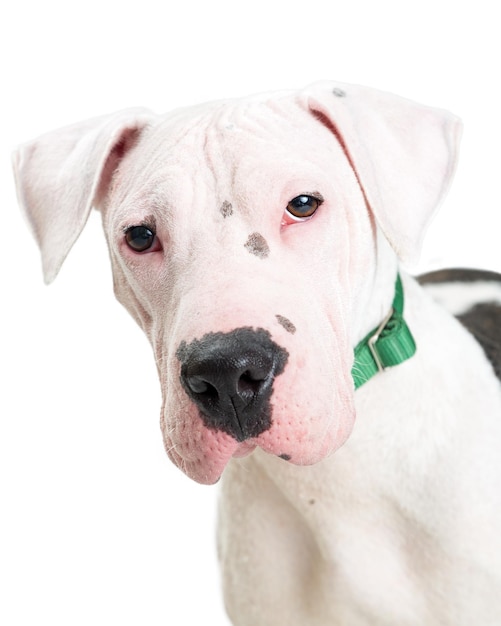 Closeup Pit Bull e Shar Pei Crossbreed Dog