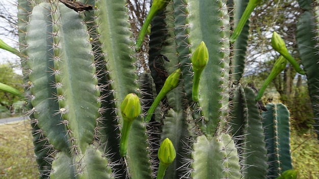 Foto closeup de la planta cereus jamacaru con flor también conocida como reina de la noche cardeiro mandacaru