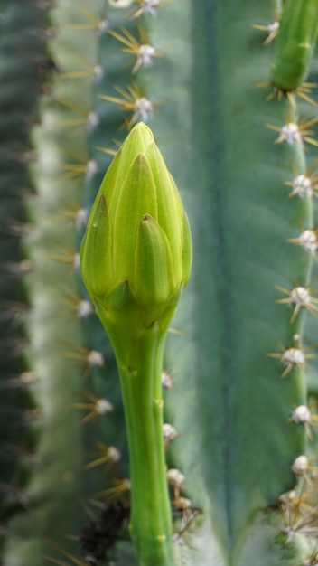 Foto closeup de la planta cereus jamacaru con flor también conocida como reina de la noche cardeiro mandacaru