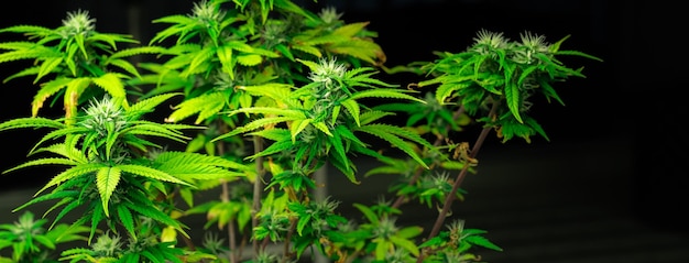 Closeup planta de cannabis única com broto gratificante e completo pronto para colheita