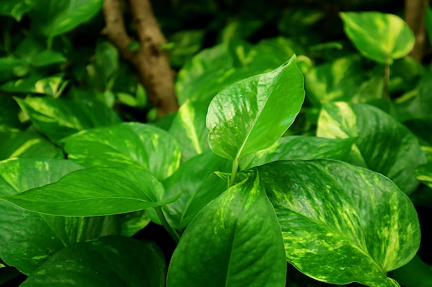 Closeup plantas de hera do diabo verde vibrante crescendo no jardim