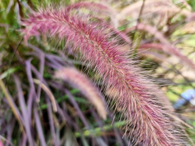 Closeup Poaceae vermelho no jardim