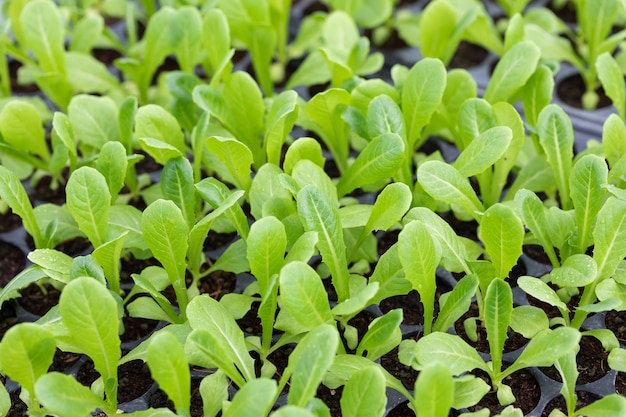 Closeup poco cos lechuga germinado vegetal en bandeja, preparación de siembra orgánica en granja natural