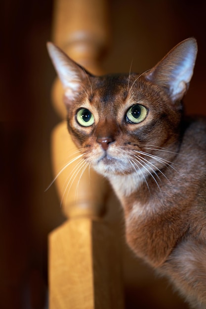 Closeup Portrait Abessinier Katze auf dunklem Hintergrund