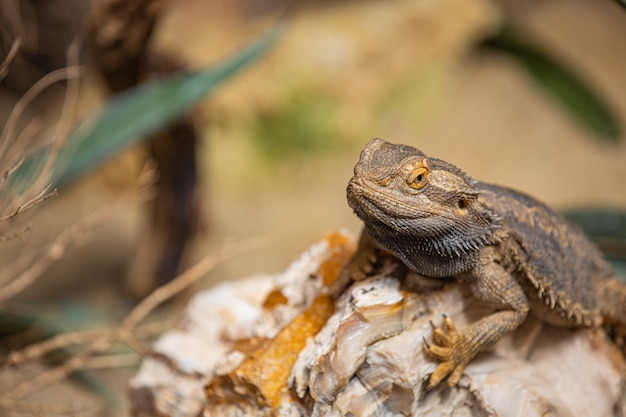 Closeup Portrait Drache Eidechse Reptil. Eidechse entspannt sich auf Steinen unter natürlichem Licht