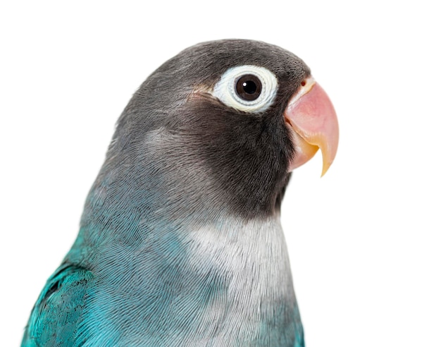 Closeup Portrait einer Black Cheecked Lovebird Agapornis Nigrigenis Blue Mutation