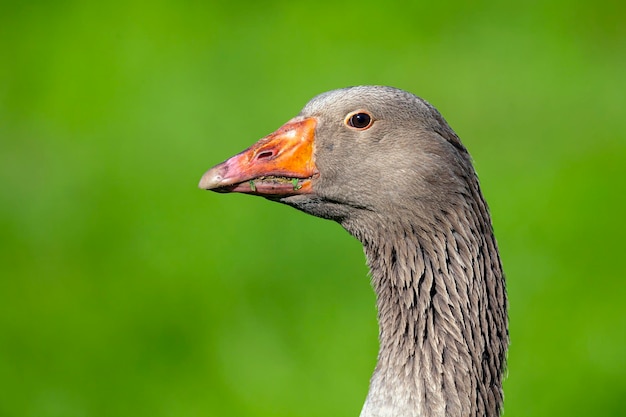 Closeup Portrait einer Graugans