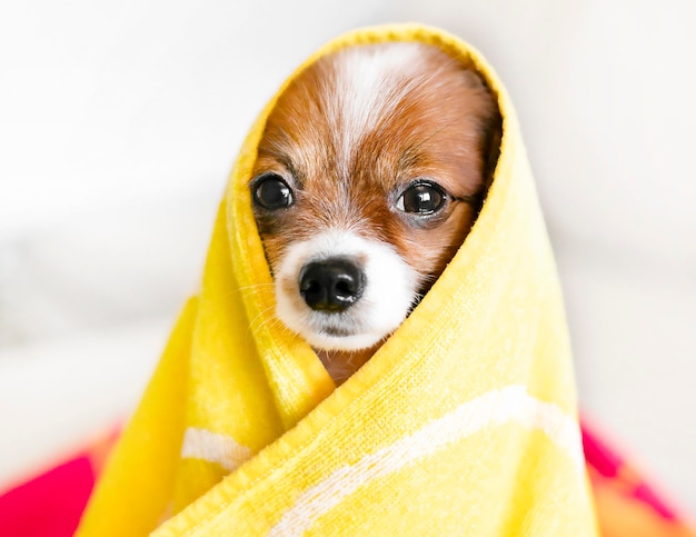 Foto closeup portrait eines hundes in einem handtuch auf hellem hintergrund