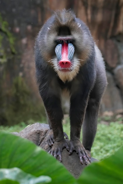 Closeup Portrait eines männlichen Mandrillus-Affen