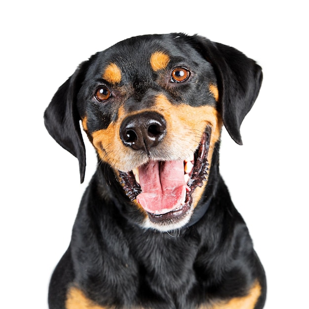 Closeup Portrait Glücklicher Rottweiler Mischlingshund