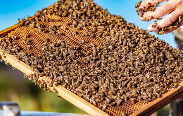 Closeup Portrait Imker halten eine Wabe voller Bienen Imkerei-Konzept Imker Honig ernten