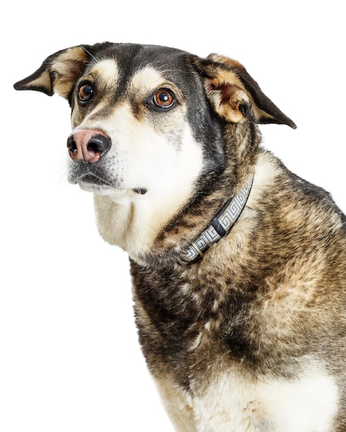 Closeup Portrait Schäferhund Kreuzung