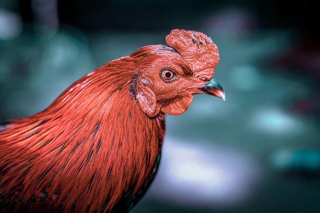 Closeup Portrait von starken erwachsenen Hahn