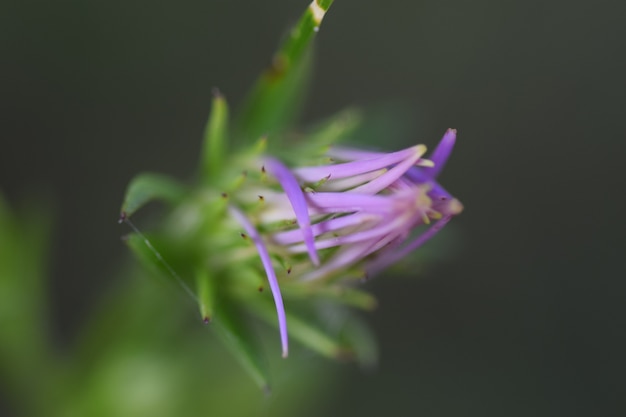 Closeup purple flower