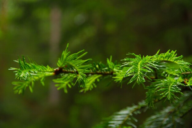 Closeup rama de abeto en el bosque