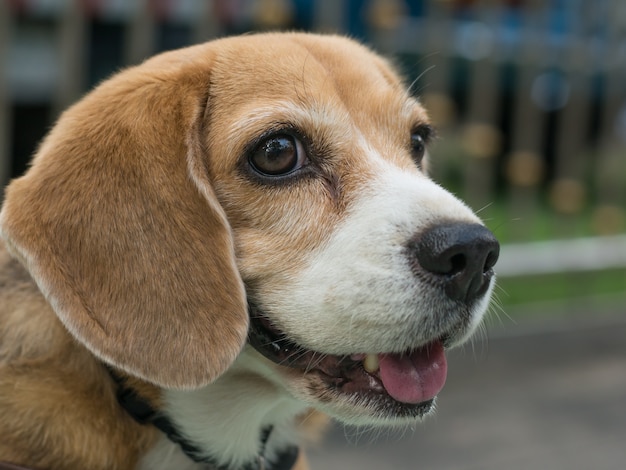 Closeup retrato de adorable beagle