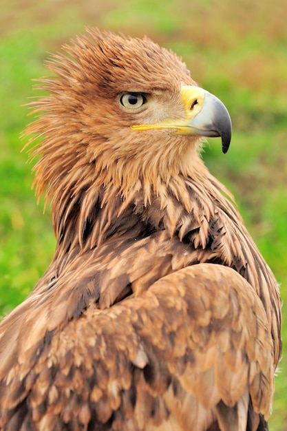 Closeup retrato águila joven en pasto