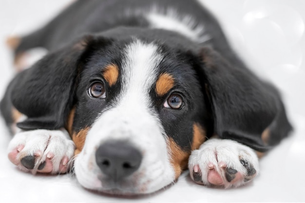 Closeup retrato de un cachorro Entlebucher sennenhund poca profundidad de campo el enfoque selectivo