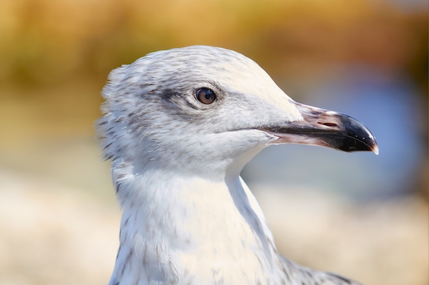 Closeup retrato de una curiosa gaviota