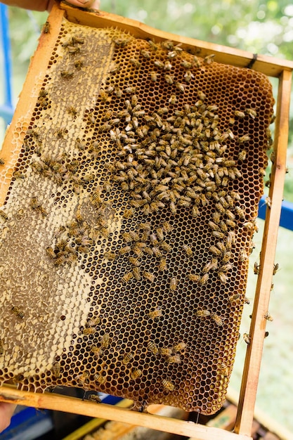 Closeup retrato de apicultor segurando um favo de mel cheio de abelhas.