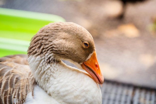 Closeup retrato de cabeça de pato