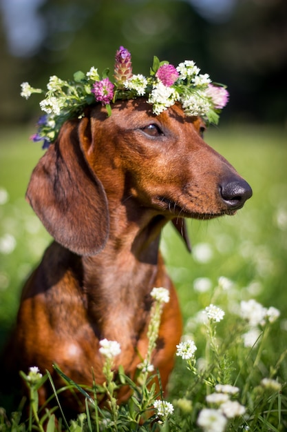 Closeup retrato de cachorro com coroa floral em fundo verde natural