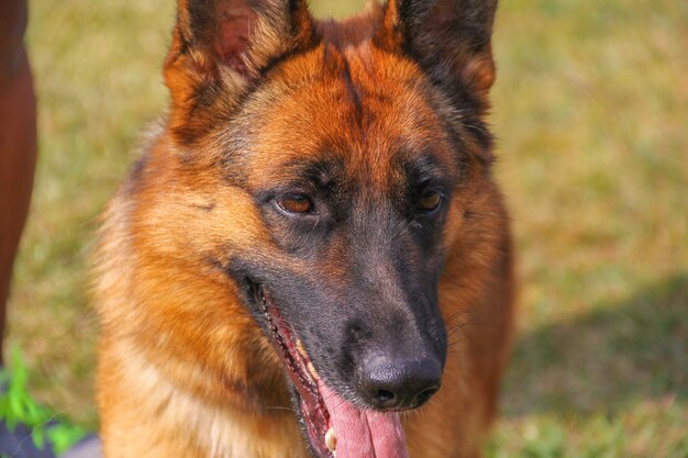 Foto closeup, retrato, de, pastor alemão, cão