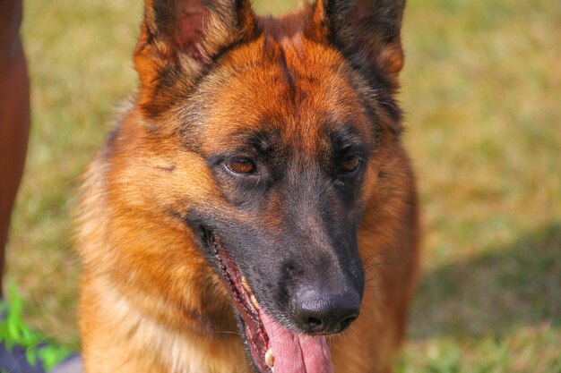 Closeup, retrato, de, pastor alemão, cão