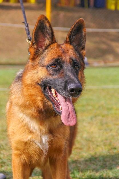 Foto closeup, retrato, de, pastor alemão, cão