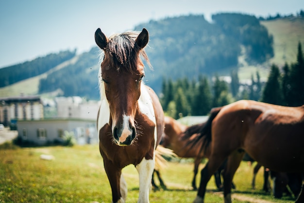 Closeup retrato de quatro lindos cavalos selvagens olhando para uma câmera pastando nas montanhas em um