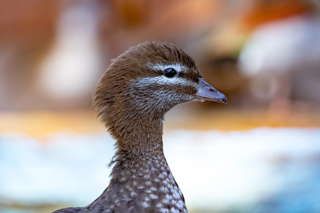 Closeup retrato de um pato em uma fazenda