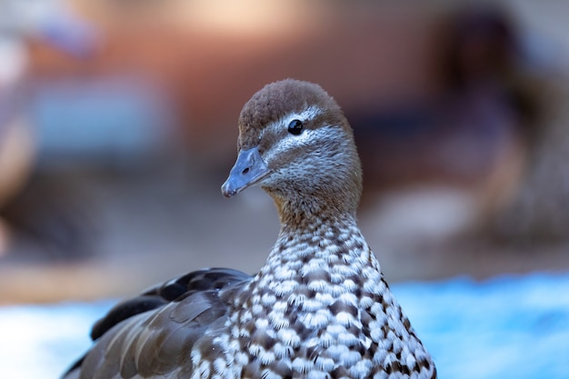 Closeup retrato de um pato em uma fazenda