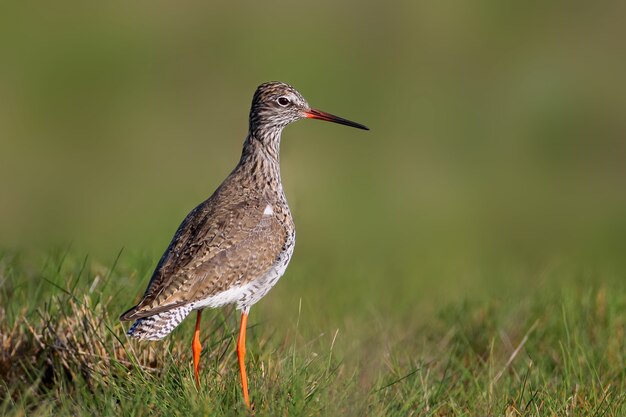 Closeup retrato de um redshank