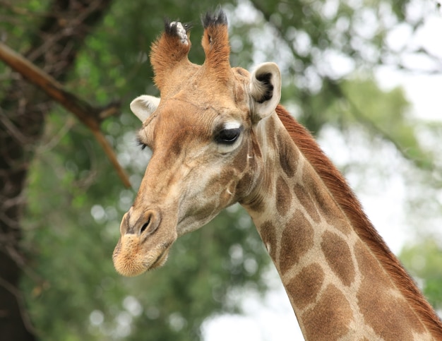 closeup retrato de uma girafa