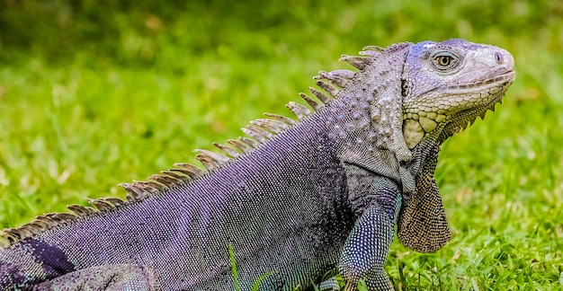 Closeup retrato de uma grande iguana comum em uma floresta