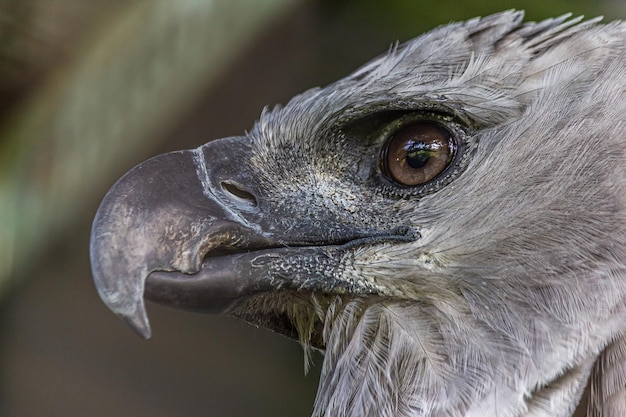 Foto closeup retrato do perfil de uma águia harpia
