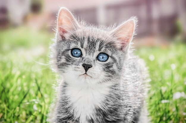 Closeup retrato de un gatito blanco gris con ojos azules