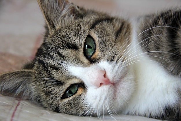 Closeup retrato de gato bastante multicolor acostado en una cama en el interior