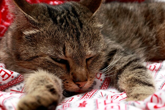 Closeup retrato de un gato durmiendo en la cama concepto de contenido de mascotas amistad con animales