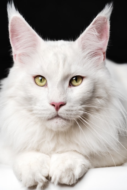 Closeup retrato de gato maine coon de color blanco sobre fondo blanco y negro vista frontal del animal